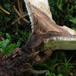 lošáček číškovitý (Phellodon tomentosus)