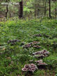 lošáček číškovitý (Phellodon tomentosus)