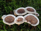 lošáček číškovitý (Phellodon tomentosus)