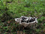 lošáček tmavý (Phellodon connatus)