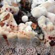 lošákovec palčivý (Hydnellum peckii)