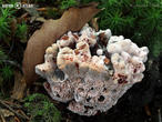 lošákovec palčivý (Hydnellum peckii)