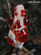 lošákovec palčivý (Hydnellum peckii)