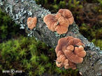 masenka lišejníková (Hypocreopsis lichenoides)