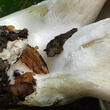 mechovka obecná (Clitopilus prunulus)