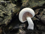 mechovka obecná (Clitopilus prunulus)