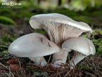 mechovka obecná (Clitopilus prunulus)