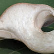 mechovka obecná (Clitopilus prunulus)