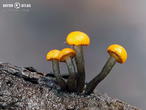 míhavka vodní (Vibrissea truncorum)