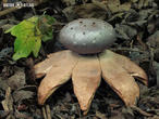 mnohokrčka dírkovaná (Myriostoma coliforme)