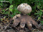 mnohokrčka dírkovaná (Myriostoma coliforme)