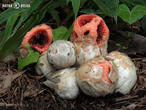 mřížovka červená (Clathrus ruber)