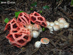 mřížovka červená (Clathrus ruber)