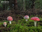muchomůrka červená (Amanita muscaria)
