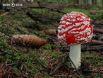 muchomůrka červená (Amanita muscaria)