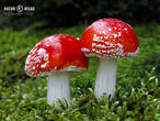 muchomůrka červená (Amanita muscaria)