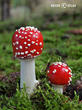 muchomůrka červená (Amanita muscaria)