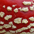 muchomůrka červená (Amanita muscaria)