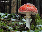 muchomůrka červená (Amanita muscaria)