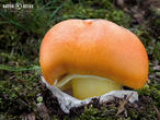 muchomůrka císařka (Amanita caesarea)
