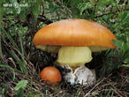 muchomůrka císařka (Amanita caesarea)