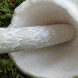 muchomůrka jízlivá (Amanita virosa)