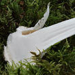 muchomůrka jízlivá (Amanita virosa)