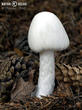 muchomůrka jízlivá (Amanita virosa)