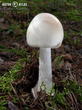 muchomůrka jízlivá (Amanita virosa)