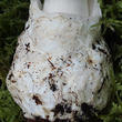 muchomůrka jízlivá (Amanita virosa)