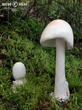 muchomůrka jízlivá (Amanita virosa)