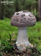 muchomůrka porfýrová (Amanita porphyria)