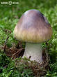 muchomůrka porfýrová (Amanita porphyria)