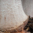 muchomůrka růžovka (Amanita rubescens)