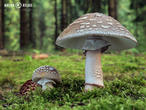muchomůrka růžovka (Amanita rubescens)
