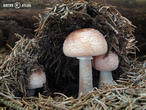 muchomůrka růžovka (Amanita rubescens)