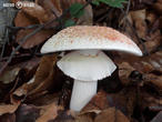 muchomůrka růžovka (Amanita rubescens)