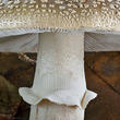 muchomůrka růžovka (Amanita rubescens)