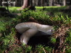 muchomůrka růžovka (Amanita rubescens)