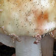 muchomůrka růžovka (Amanita rubescens)