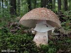 muchomůrka růžovka (Amanita rubescens)