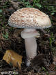 muchomůrka růžovka (Amanita rubescens)