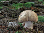 muchomůrka růžovka (Amanita rubescens)