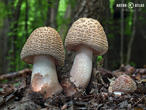 muchomůrka růžovka (Amanita rubescens)