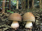muchomůrka růžovka (Amanita rubescens)