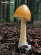 muchomůrka šafránová (Amanita crocea)