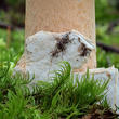 muchomůrka šafránová (Amanita crocea)