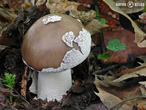 muchomůrka šedivka (Amanita excelsa)