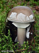 muchomůrka šedivka (Amanita excelsa)