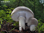 muchomůrka šedivka (Amanita excelsa)